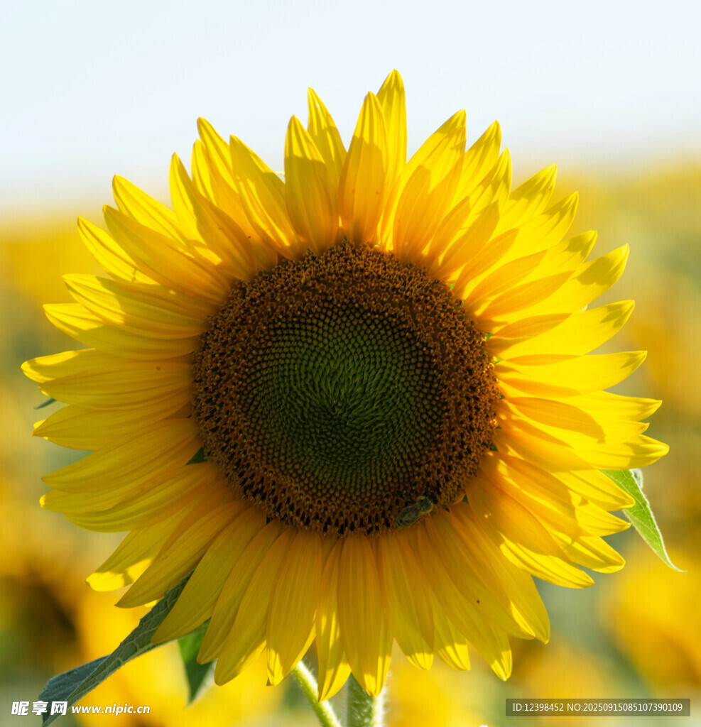 阳光下的灿烂向日葵