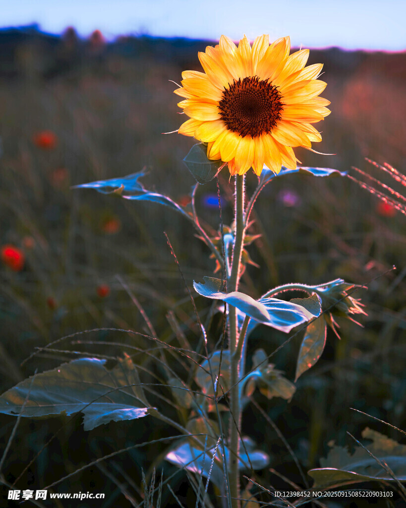 阳光下的灿烂向日葵