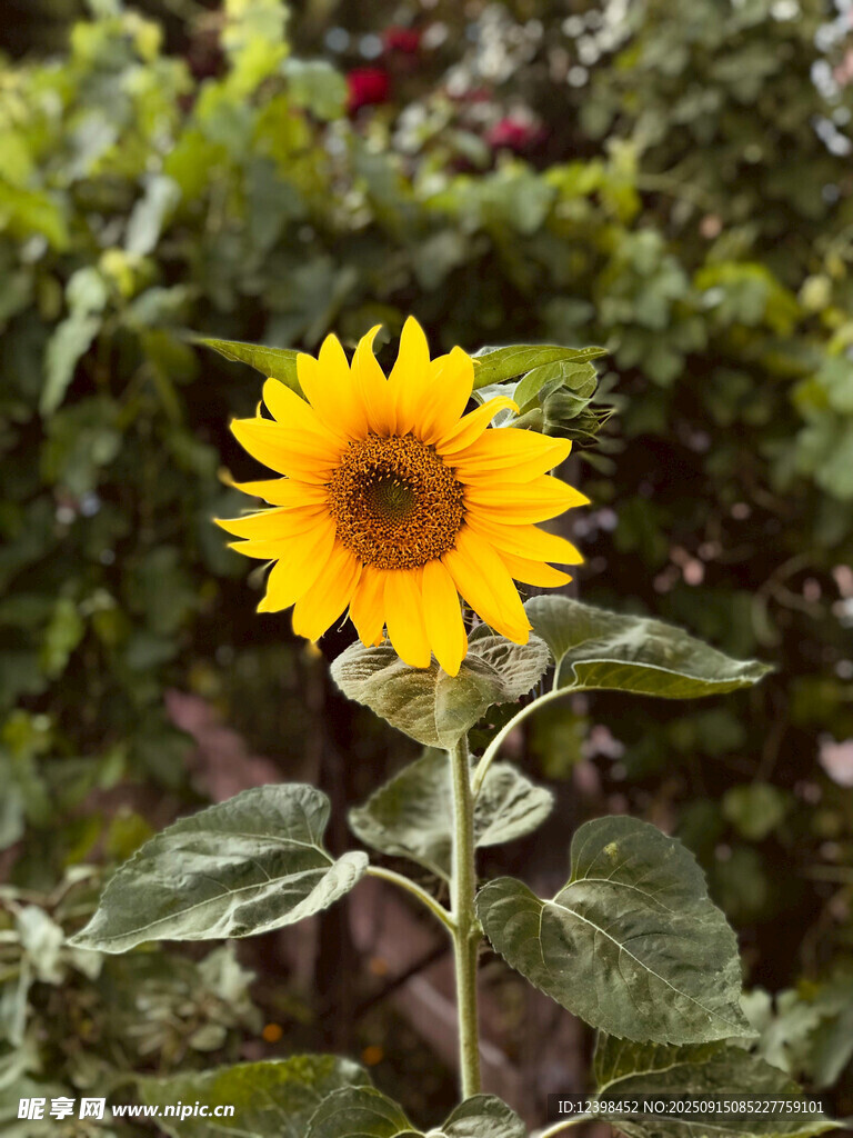 一朵灿烂绽放的向日葵