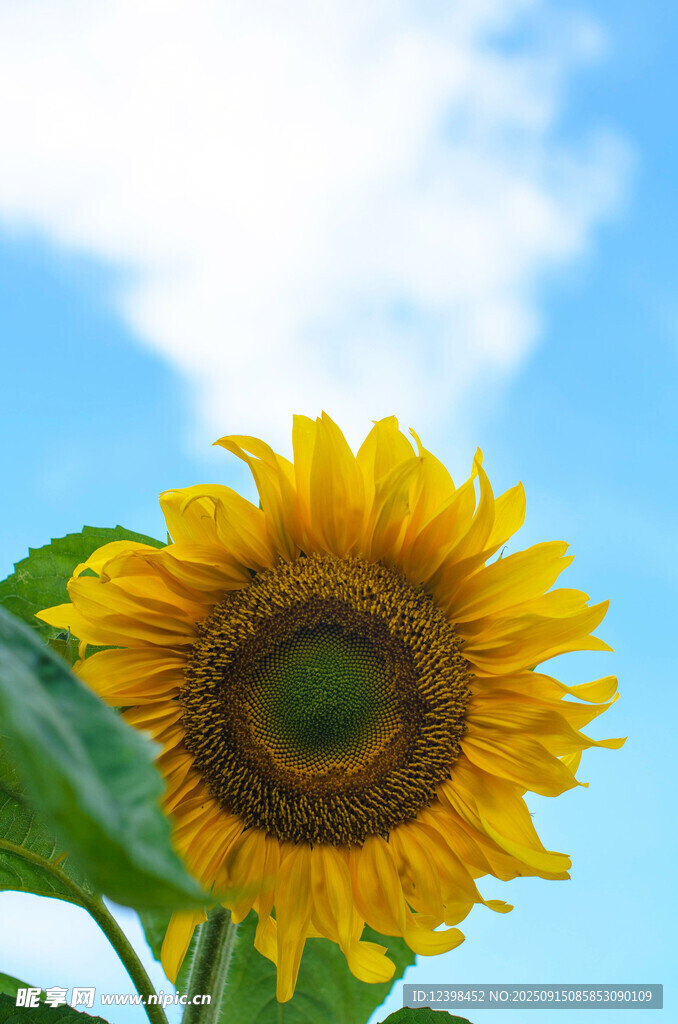 阳光下的灿烂向日葵