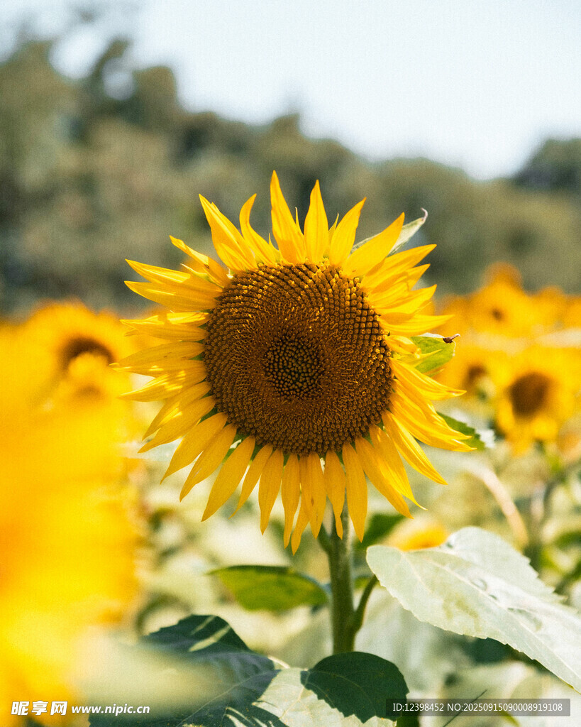 向日葵花海中的灿烂花朵