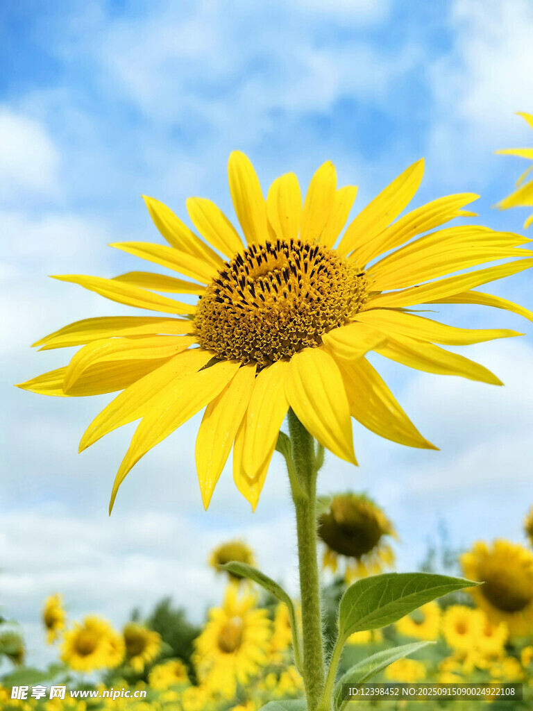 阳光下的灿烂向日葵