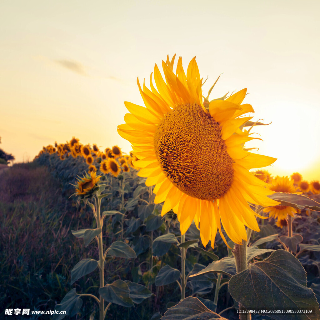 夕阳下的向日葵花田