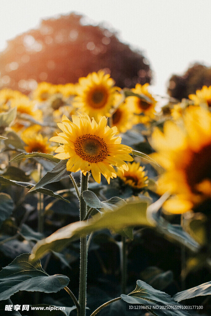 阳光下的向日葵花海