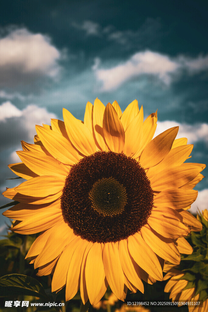 阳光下的灿烂向日葵