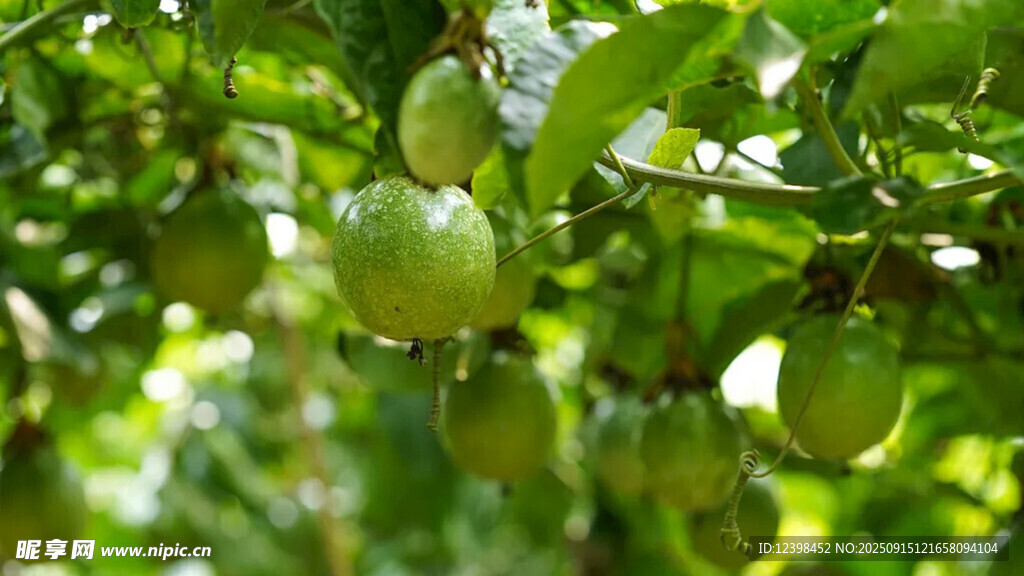 百香果