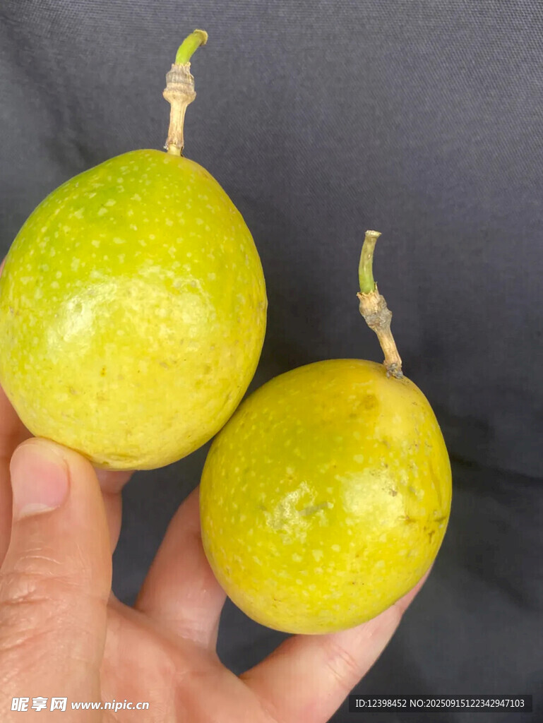 手中两颗金黄百香果