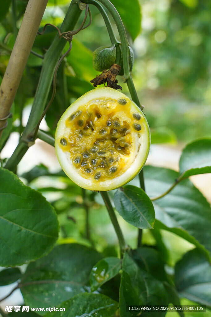 切开的百香果挂在枝头