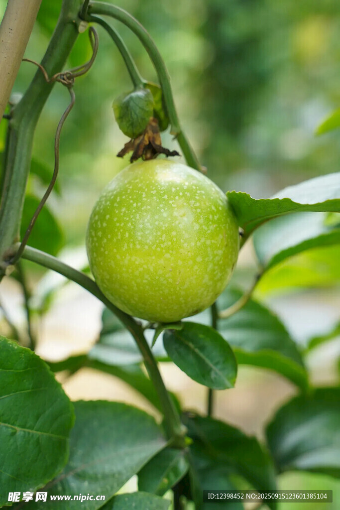 百香果