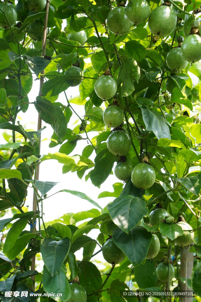 挂满果实的繁茂百香果藤