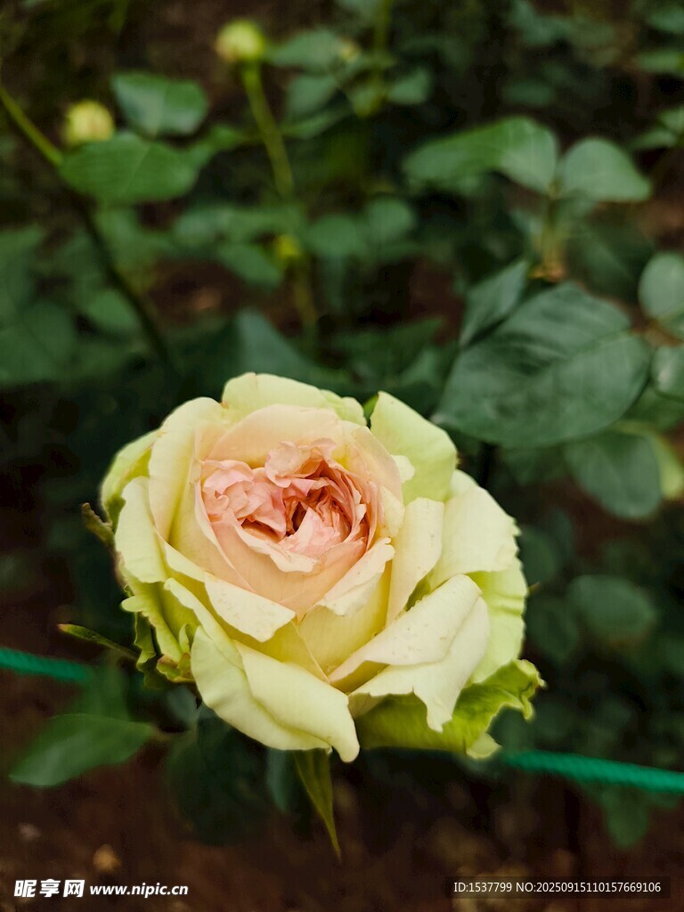 淡粉黄边玫瑰特写