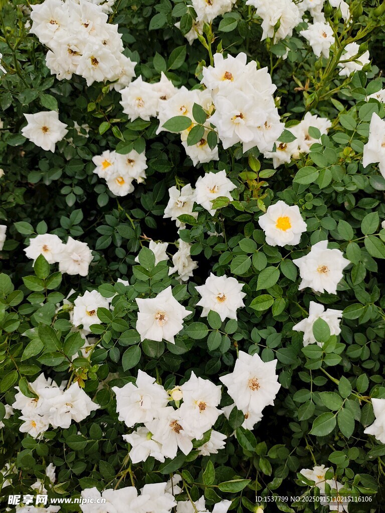 白色蔷薇花丛绽放