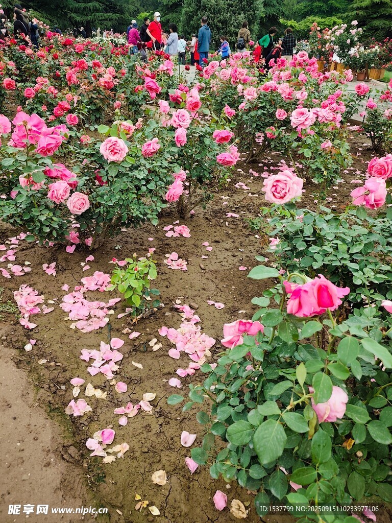 浪漫玫瑰花园 繁花似锦