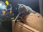 猫咪趴在沙发边缘张望