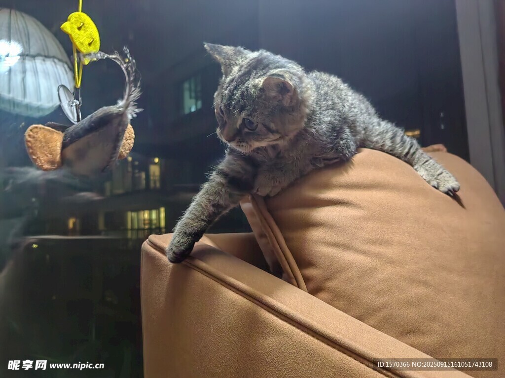 猫咪趴在沙发边缘张望