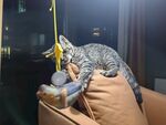 猫咪惬意躺沙发玩玩具