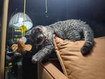 慵懒猫咪惬意趴卧沙发