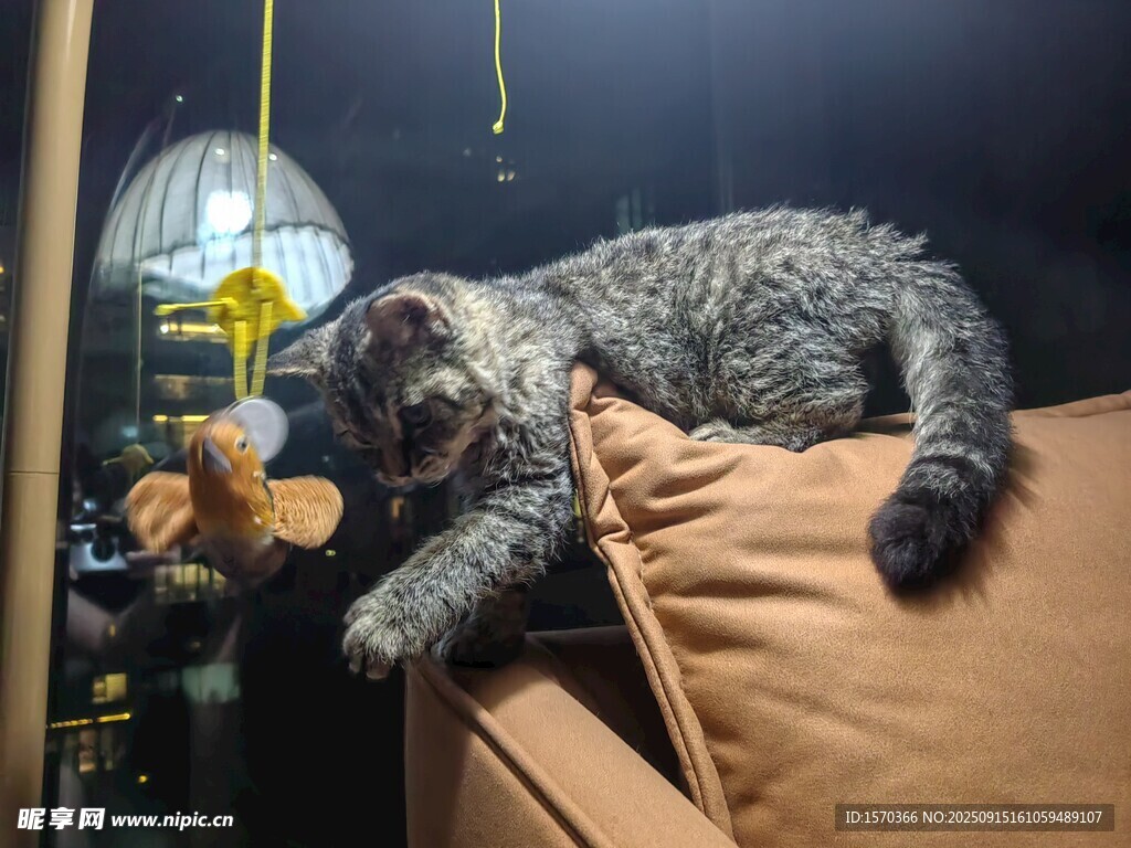 慵懒猫咪惬意趴卧沙发