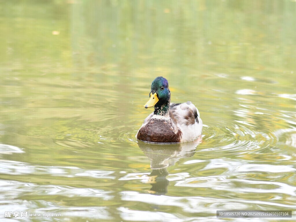 水中游弋的绿头鸭