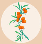 沙棘插画