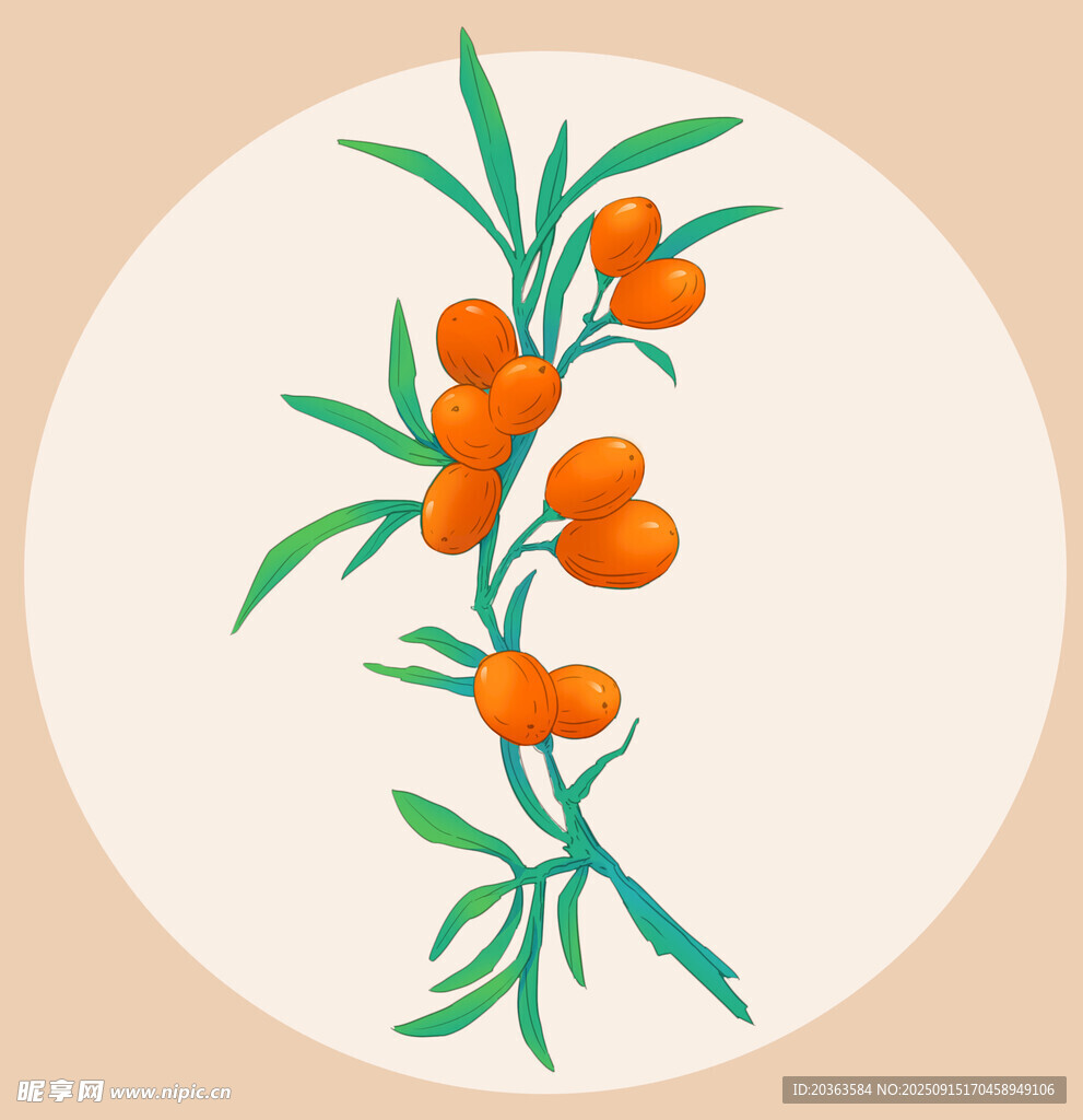 沙棘插画