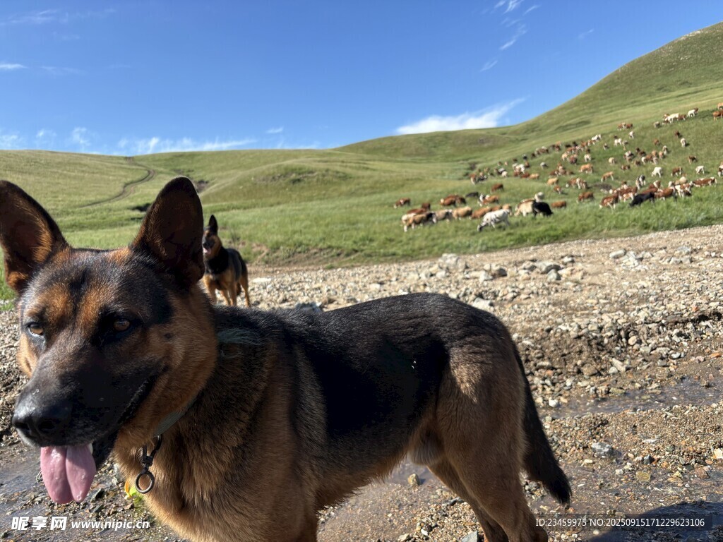 狗