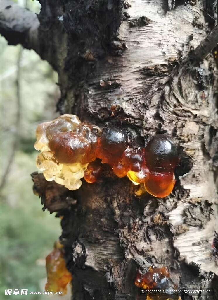 桃胶