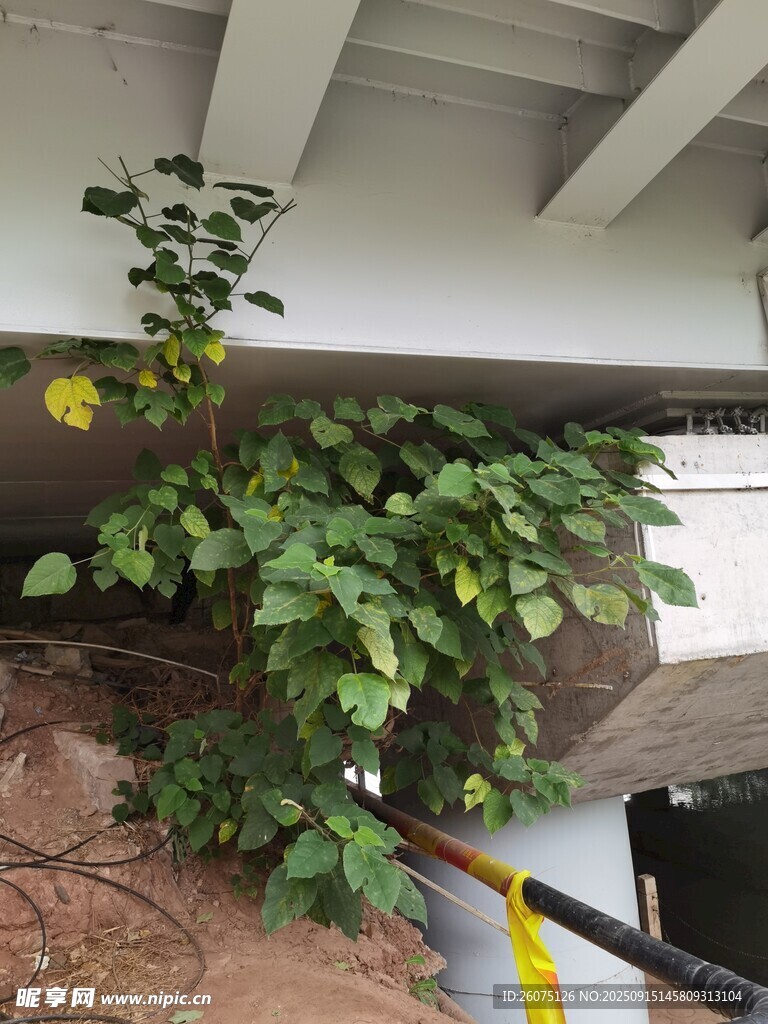 桥下绿植繁茂生长