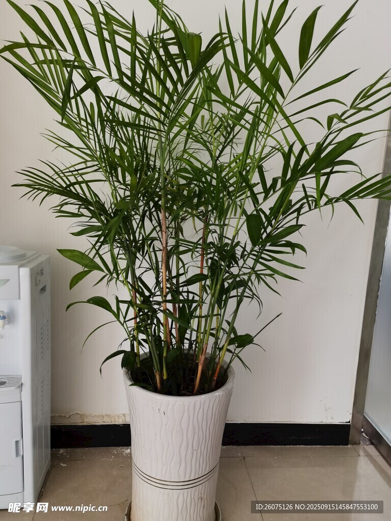 室内绿植盆栽清新竹子