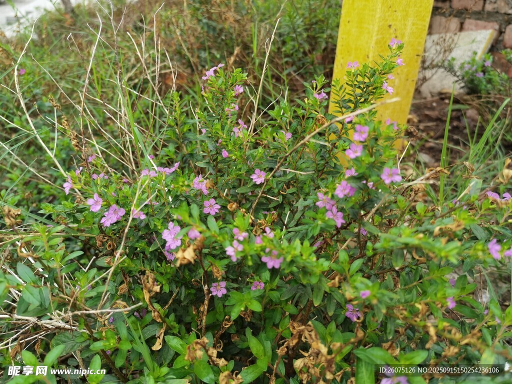 草丛中的紫色小花