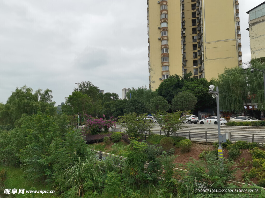城市中的绿植与高楼景观