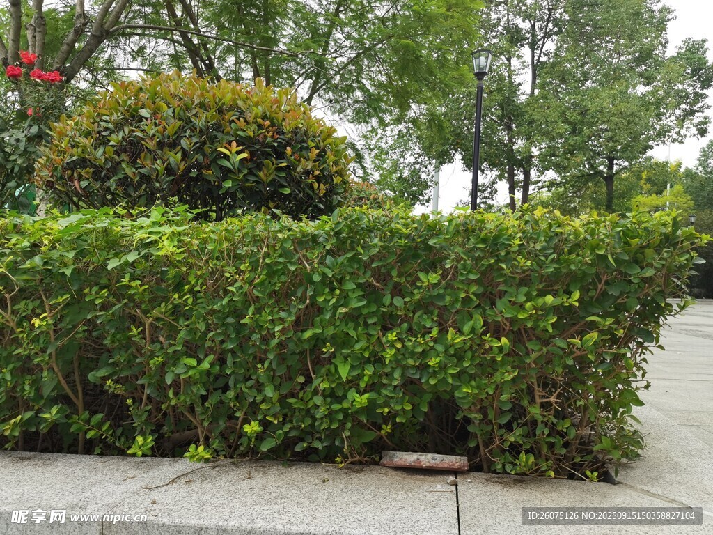 绿意盎然的街边灌木景观