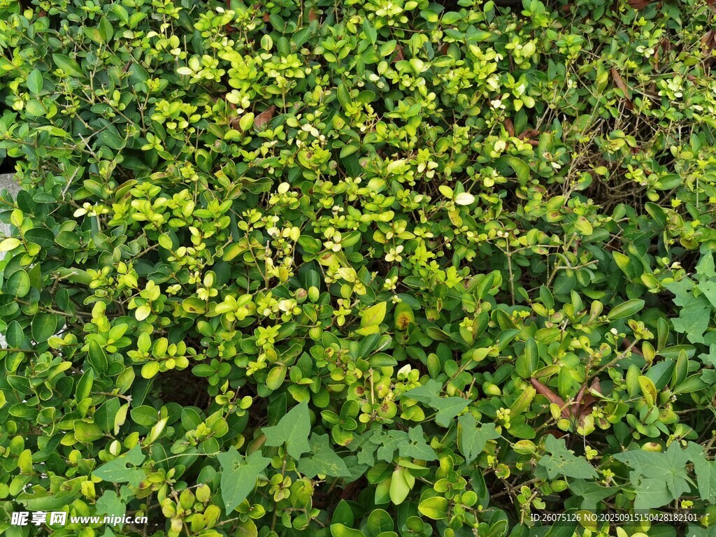 翠绿繁茂的植物景观