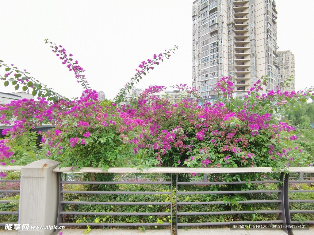 繁花簇拥的城市栏杆景致