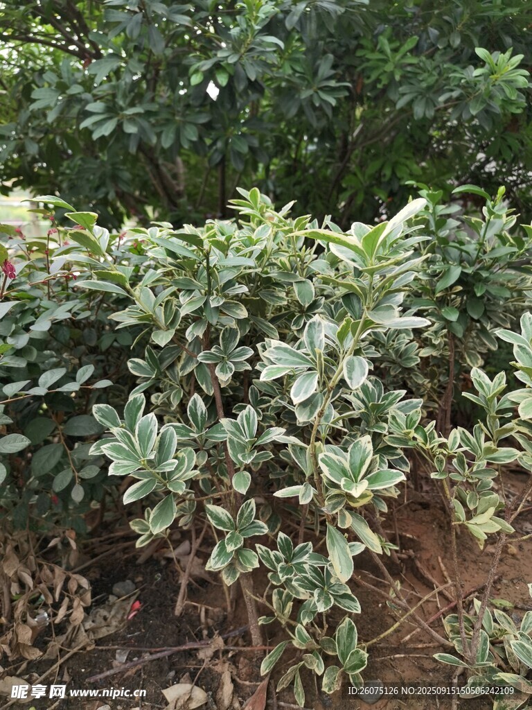 绿叶植物景观