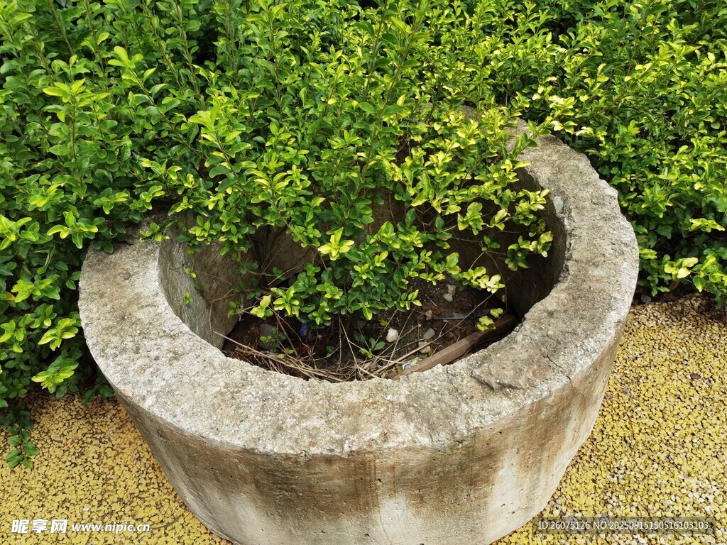 石制花盆中的翠绿植物