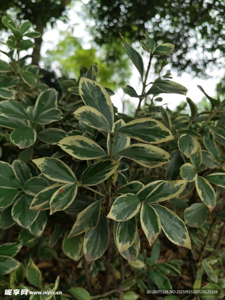 金边绿叶植物特写