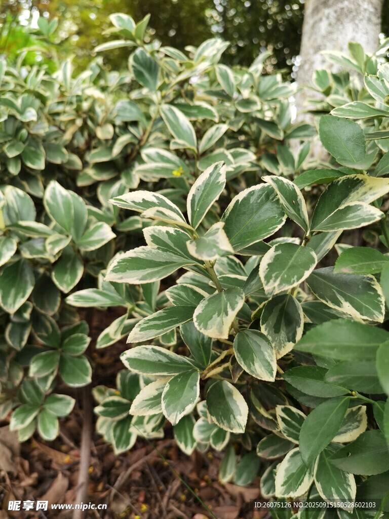 金边绿叶植物特写
