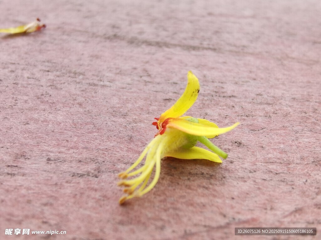 地上的桂花落花