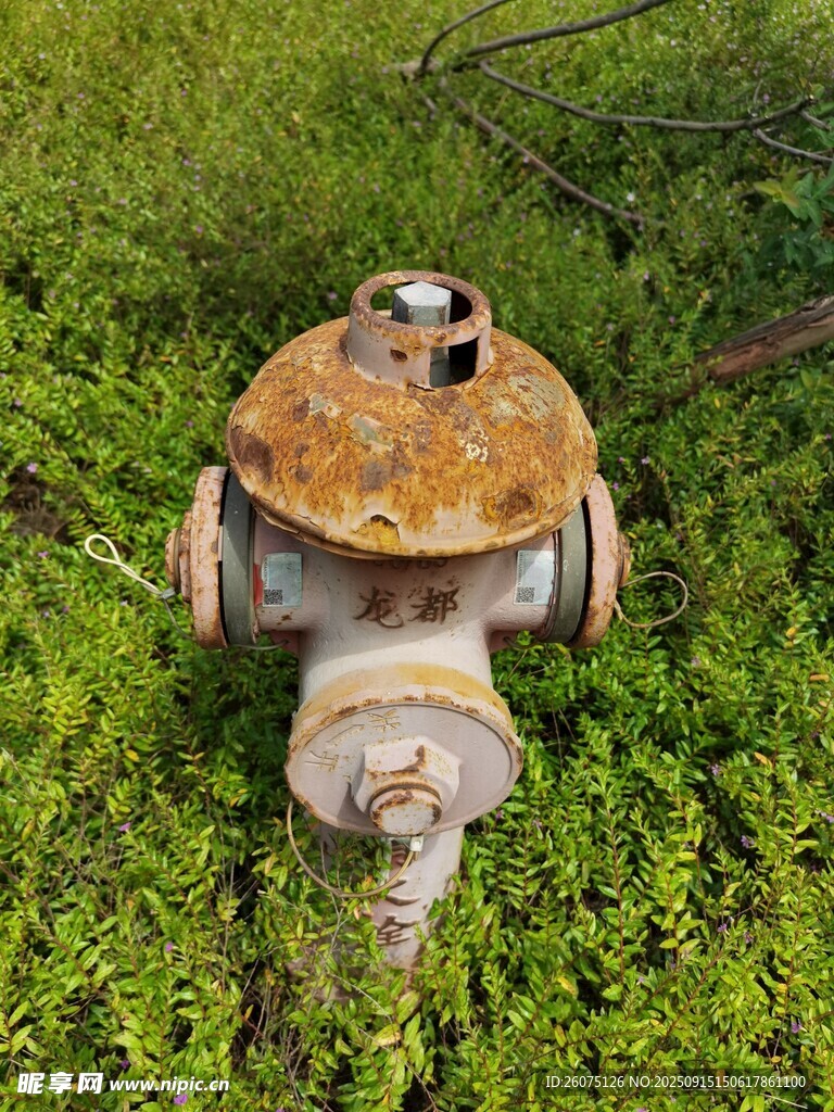 草地里生锈的消防栓