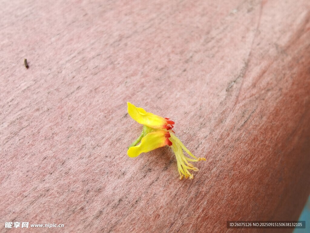 木质护栏上的桂花特写