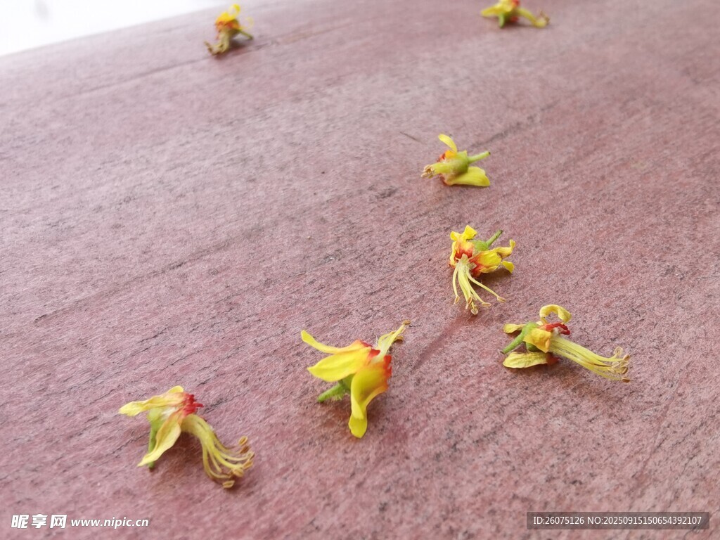 地面散落的黄色桂花