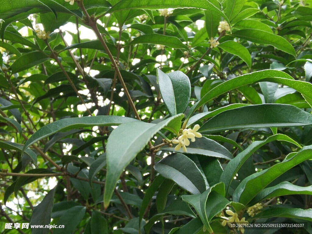 绿叶间的繁茂桂花景象