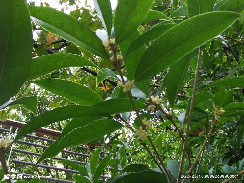 绿叶繁茂的植物景象