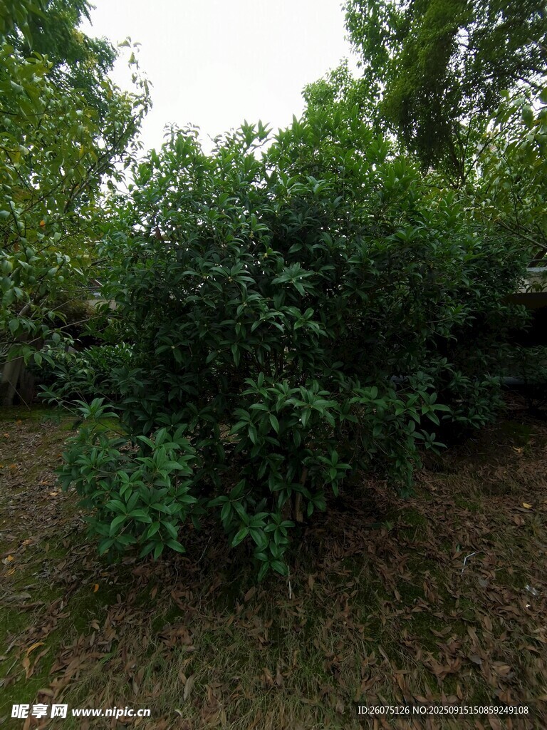 茂密绿植景观