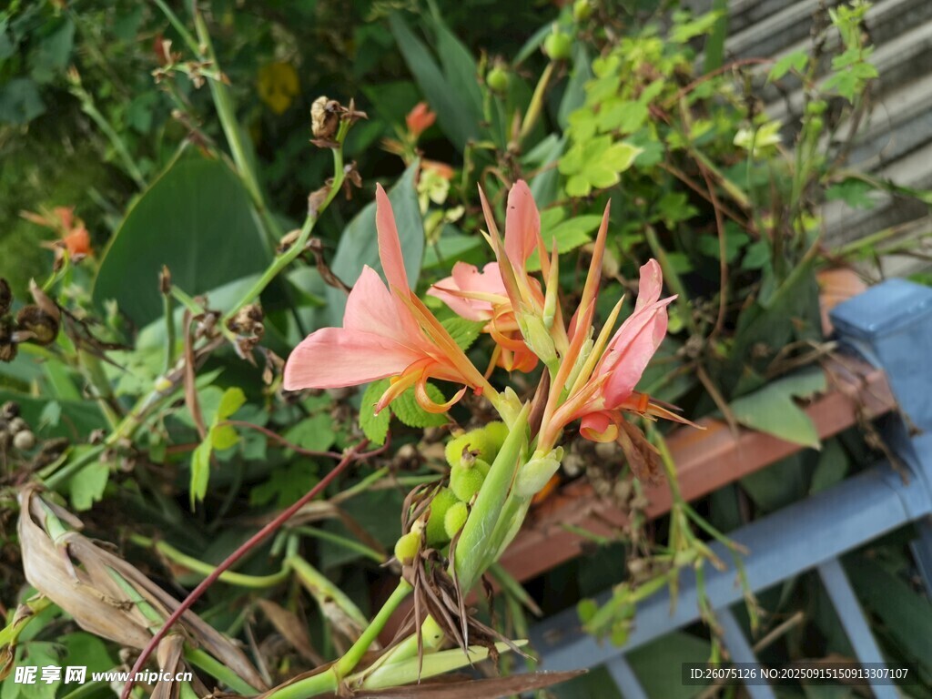 娇艳绽放的粉色花卉