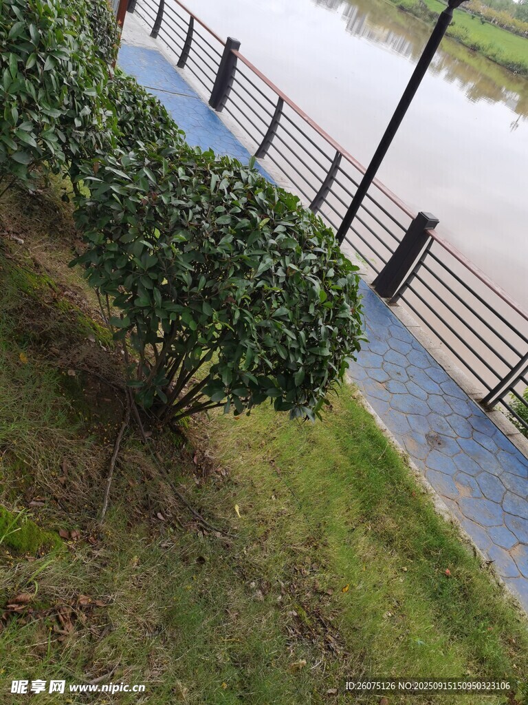 雨中河畔绿植与围栏景致