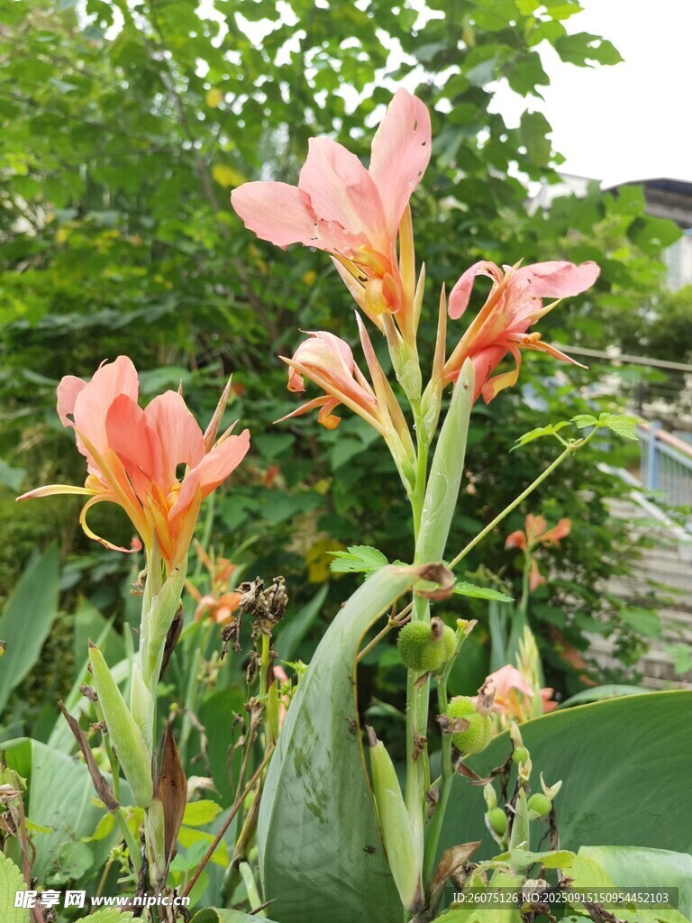 娇艳粉色花朵绽放绿叶间