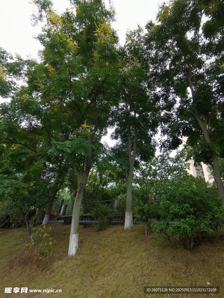 林间绿树成荫的自然景致