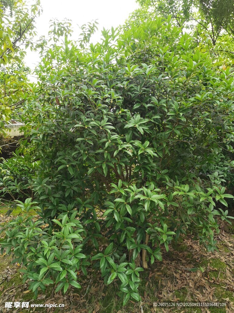 茂密绿植景观